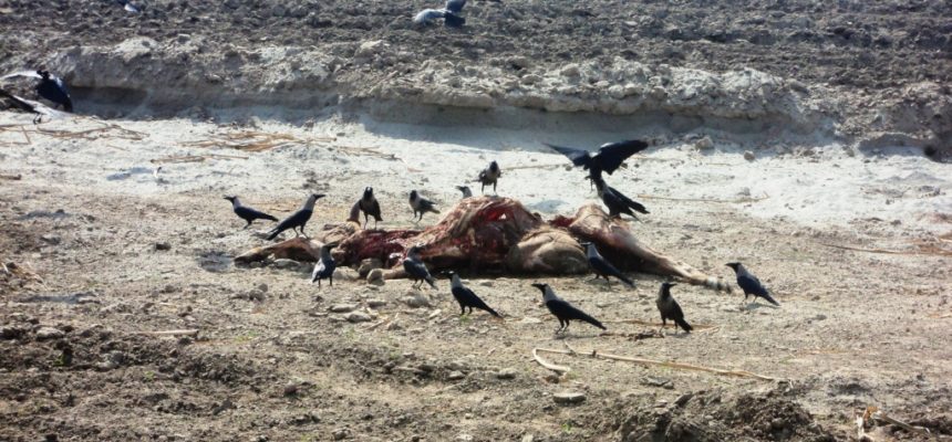 Burial of Dead Boddies