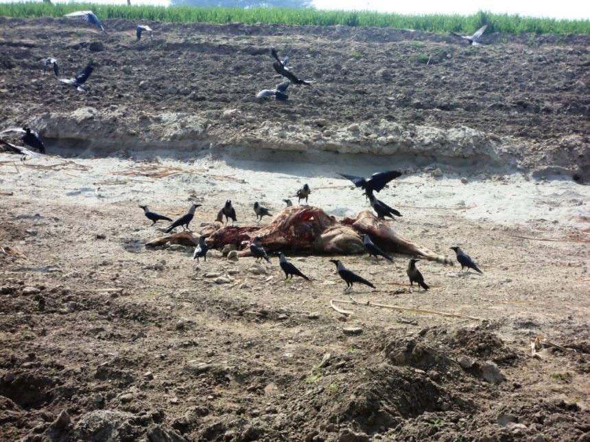 Burial of Dead Boddies